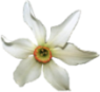 Flore du Forez